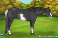 Horse Color:White Spotted Smoky Black Splash 