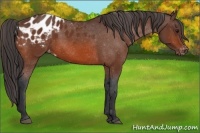 Horse Color:Bay Appaloosa 