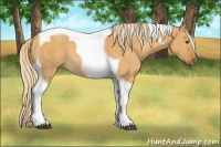 Horse Color:Palomino Dun Tobiano