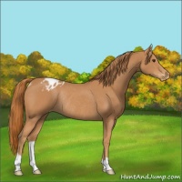 Horse Color:Chestnut Appaloosa Rabicano 