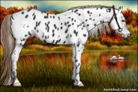 Horse Color:Liver Chestnut Appaloosa and Liver Chestnut Appaloosa
