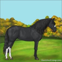 Horse Color:Black 