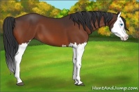 Horse Color:Bay Splash