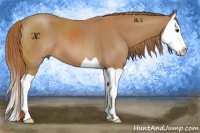 Horse Color:Chestnut Splash 