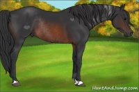 Horse Color:Brown Rabicano 