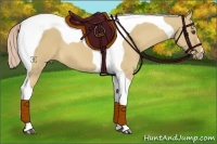 Horse Color:Palomino Dun Tobiano