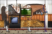 Horse Color:Bay Splash Appaloosa 