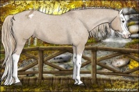 Horse Color:Red Dun Splash Appaloosa 