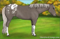 Horse Color:Silver Black Appaloosa 