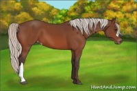 Horse Color:Silver Bay Varnish 