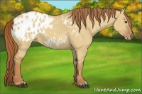 Horse Color:Red Dun Appaloosa 