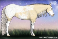 Horse Color:Silver Classic Champagne Dun Splash Frame Appaloosa 