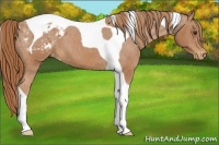 Horse Color:Chestnut Tobiano Blanket 