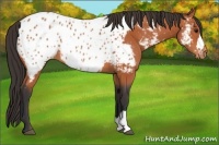 Horse Color:Bay Appaloosa 