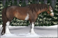 Horse Color:White Spotted Liver Chestnut Sabino