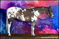 Horse Color:White Spotted Liver Chestnut Appaloosa 