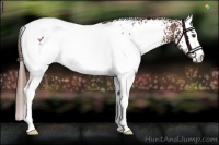 Horse Color:White Spotted Chestnut Blanket 