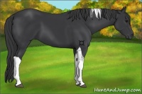 Horse Color:Black Tobiano 