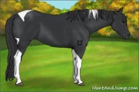 Horse Color:Black Tobiano 