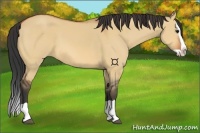Horse Color:Bay Dun Splash 
