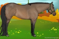 Horse Color:Bay Dun