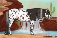 Horse Color:Liver Chestnut Appaloosa 
