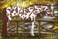Horse Color:Chestnut Near Leopard 