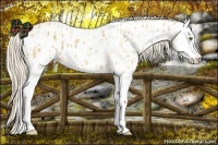 Horse Color:Palomino Splash Near Leopard and Palomino Splash Near Fewspot