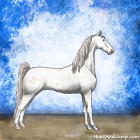 Horse Color:Gold Cream Champagne Pearl Appaloosa 