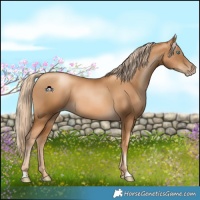 Horse Color:Gray Gold Cream Champagne Pearl 