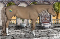 Horse Color:Chocolate Palomino 