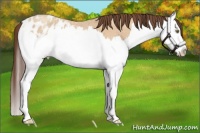 Horse Color:Amber Champagne Roan Splash Appaloosa 