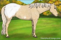 Horse Color:Palomino Roan Appaloosa