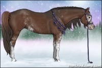 Horse Color:Liver Chestnut Sabino 