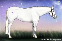 Horse Color:Perlino Dun Splash Appaloosa 