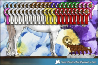 Horse Color:Chestnut Tobiano Appaloosa