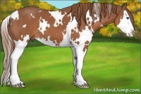 Horse Color:White Spotted Chestnut Splash 