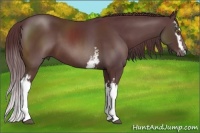 Horse Color:White Spotted Chocolate Brown Sabino