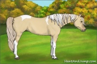 Horse Color:Palomino Dun Tobiano 