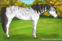 Horse Color:White Spotted Blue Roan Rabicano  and White Spotted Smoky Blue Roan Rabicano 