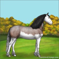 Horse Color:Bay Roan Splash Rabicano 