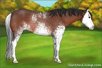 Horse Color:White Spotted Brown Roan Splash Rabicano 