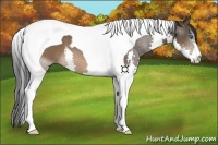 Horse Color:Brown Splash Tobiano