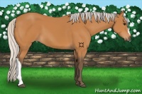Horse Color:Silver Bay 