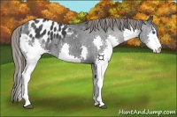 Horse Color:Black Splash Appaloosa 