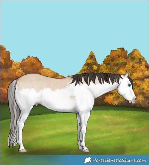 Horse Color:Brown Dun Splash 