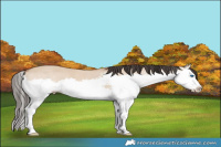 Horse Color:Brown Dun Splash