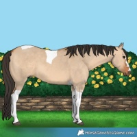Horse Color:Bay Dun Tobiano
