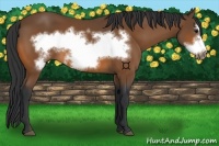 Horse Color:Bay Frame