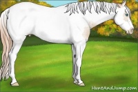 Horse Color:Smoky Black Pearl Splash Tobiano Frame Appaloosa